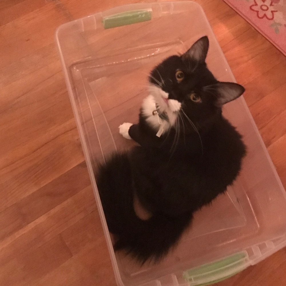 Meet your Posher, Abby♡